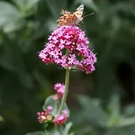 Σπίτι διακοπών Domaine De La Barbeirasse