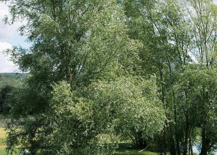 Holiday home Domaine De La Barbeirasse